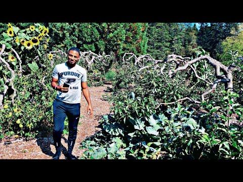 My Dream Garden Saved My Life - Garden Update