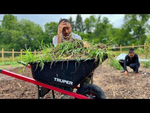 This is What Happens When You Neglect Your 1/4 Acre Garden!